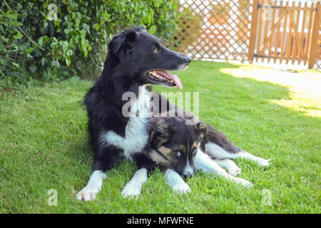 Border Collie Welpen mit erwachsenen Hund Stockfoto