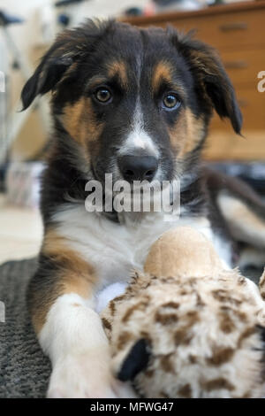 Border Collie Welpen mit Spielzeug Stockfoto