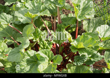 Rhabarber wächst in einem Schrebergarten, England, Großbritannien Stockfoto