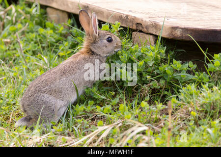 Junge Frühling Kaninchen essen Vegetation in der Nähe von Spielplatz am Pulborogh Brooks Nature Reserve. Oryctolagus cunniculus sind eine eingeführte Art Mittelalter. Stockfoto