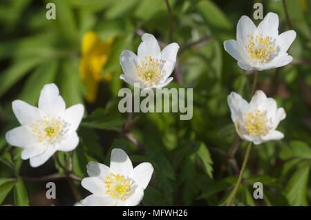 Buschwindröschen Blumen, aus nächster Nähe erschossen, lokalen Fokus Stockfoto