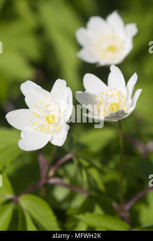 Buschwindröschen Blumen, aus nächster Nähe erschossen, lokalen Fokus Stockfoto