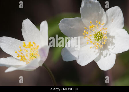 Buschwindröschen Blumen, aus nächster Nähe erschossen, lokalen Fokus Stockfoto