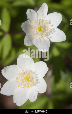 Buschwindröschen Blumen, aus nächster Nähe erschossen, lokalen Fokus Stockfoto