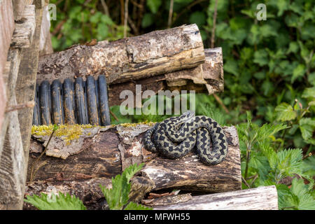 Basilisken hot spot in einem bug Hotel für die Tierwelt. Sonnenbaden im April zu Protokollen und Flucht, wenn zu den umliegenden Brambles gestört. Schutz und Sicherheit. Stockfoto