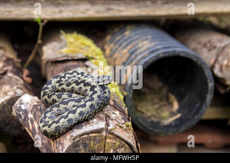 Basilisken hot spot in einem bug Hotel für die Tierwelt. Sonnenbaden im April zu Protokollen und Flucht, wenn zu den umliegenden Brambles gestört. Schutz und Sicherheit. Stockfoto