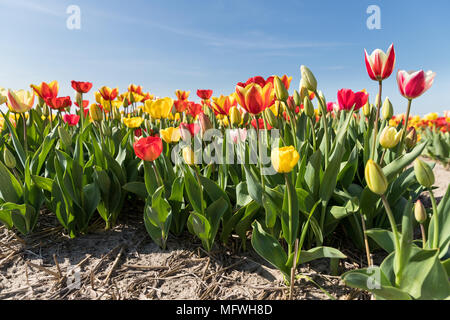 Tulpenfeld in den Niederlanden Stockfoto