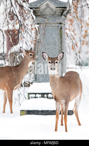 Hirsch auf dem Friedhof - Schnee im Winter Stockfoto