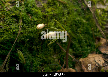 Knospen von schneeglöckchen Anemone uralensis ('Wind Blume") vor dem hintergrund der grünen Moos des Waldes Wurf im Frühjahr nach der Schneeschmelze Stockfoto