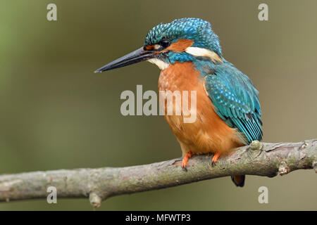 Eurasischen Kingfisher/Eisvogel (Alcedo atthis) männlichen Erwachsenen im Frühjahr, auf einem Zweig sitzend, - Hautnah, detaillierte Seitenansicht, Wildlife, Europa. Stockfoto