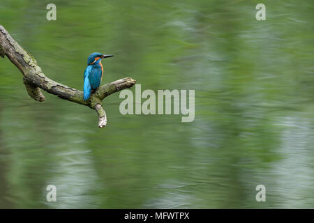 Eurasischen Eisvogel (Alcedo atthis) männlichen Erwachsenen im Frühjahr, auf einem Zweig in der Nähe über dem Wasser gelegen, gerade für sein Hoheitsgebiet, Wildlife, Europa. Stockfoto