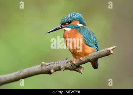 Kingfisher/Eisvogel (Alcedo atthis) männlichen Erwachsenen im Frühjahr auf dem Lookout, auf einem Zweig sitzend, - Hautnah, detaillierte Seitenansicht, Wildlife, Europa. Stockfoto