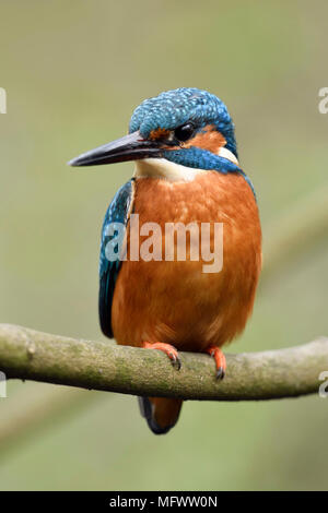 Eurasischen Kingfisher/Eisvogel (Alcedo atthis), männlicher Vogel auf einem Zweig eines Baumes, Vorderansicht, detaillierte Nahaufnahmen, Wildlife, Europa thront. Stockfoto