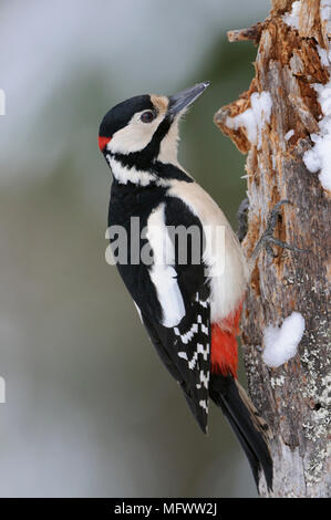 Buntspecht/Buntspecht (Dendrocopos major) Sitzung/Klettern auf einem morschen Baumstamm, auf der Suche nach Essen, Wildlife, Europa. Stockfoto