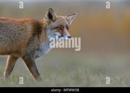 Red Fox/Rotfuchs (Vulpes vulpes) beobachtet neugierig, weiches Licht, Nahaufnahme, halb Körper, Wildlife, Europa. Stockfoto