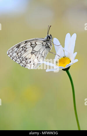 Marmor weiß/Schachbrettfalter (Melanargia galathea), männlich, auf eine blühende Blume (oxeye Daisy), Wildlife, Europa ruht. Stockfoto