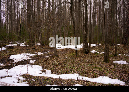 Frühjahr in einer gemischten Nadelwald ohne Gras und Blätter mit Flecken der schmelzenden Schnee und umfangreiche aufgetaut Patches Stockfoto