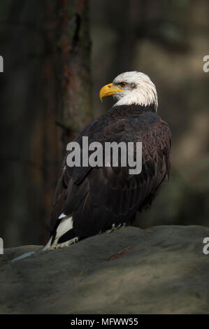 Weißkopfseeadler / Weisskopfseeadler (Haliaeetus leucocephalus), ruht auf einem Felsen am Rand von einem dunklen Wald, sitzen in einem Lichtfleck. Stockfoto