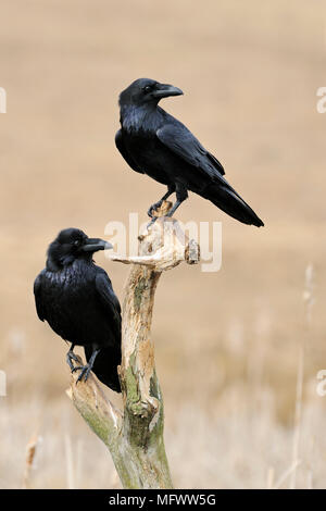 Gemeinsame Raven/Kolkraben (Corvus Corax), zwei zusammen, die auf dem Rest von einem morschen Baum über Schilf in Feuchtgebieten thront, die Köpfe verdreht, Wildlife, Europa. Stockfoto