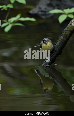 / Gebirgsstelze Gebirgsstelze (Motacilla cinerea) auf einem Zweig in der Nähe oberhalb der Wasseroberfläche in einem natürlichen Bach, Wildlife, Europa thront. Stockfoto