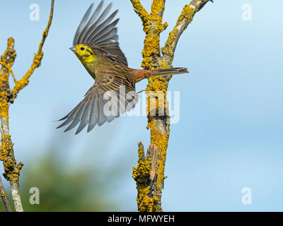 Die Goldammer wären Emberiza citrinella im Flug Stockfoto