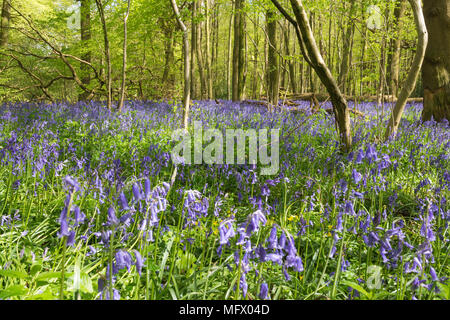 Bluebell Woods in der Nähe von Hinton Ampner, Hampshire, UK. Frühling in der englischen Landschaft. Stockfoto