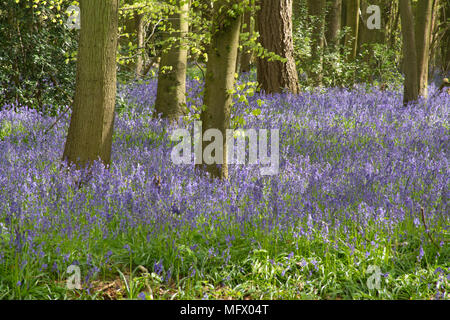 Bluebell Woods in der Nähe von Hinton Ampner, Hampshire, UK. Frühling in der englischen Landschaft. Stockfoto