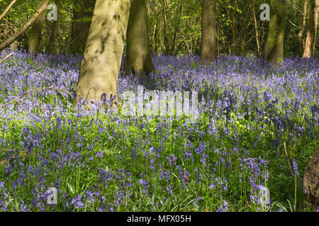 Bluebell Woods in der Nähe von Hinton Ampner, Hampshire, UK. Frühling in der englischen Landschaft. Stockfoto