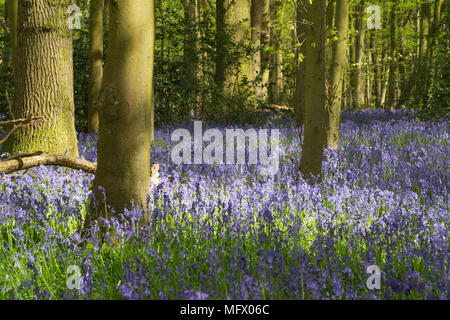 Bluebell Woods in der Nähe von Hinton Ampner, Hampshire, UK. Frühling in der englischen Landschaft. Stockfoto