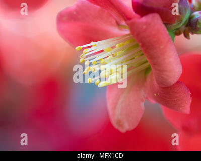 Makro Foto von staubblatt auf Chaenomeles japonica rote Blumen Stockfoto