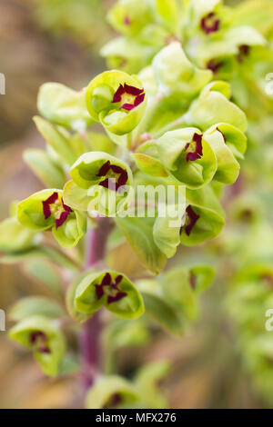 Euphorbia x Martini "Ascot Regenbogen" Stockfoto