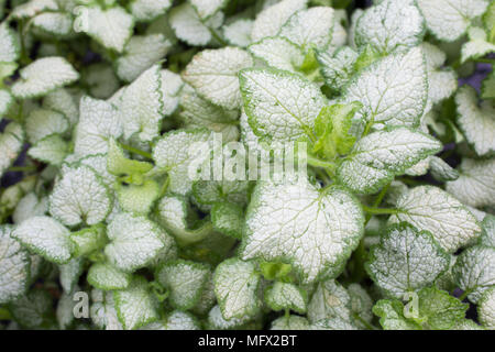 Lamium maculatum 'White Nancy' Stockfoto