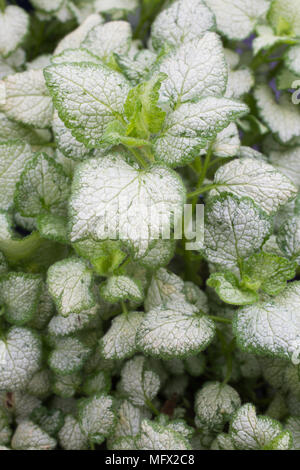 Lamium maculatum 'White Nancy' Stockfoto