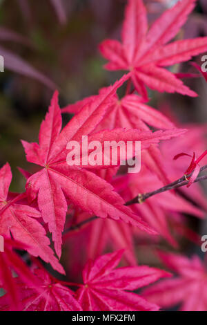 Acer palmatum 'Beni-maiko' Stockfoto