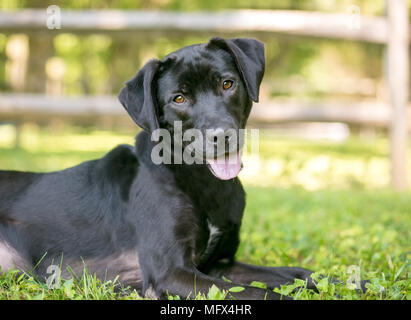 Ein glückliches schwarzer Labrador Retriever Mischling Hund im Gras liegend Stockfoto