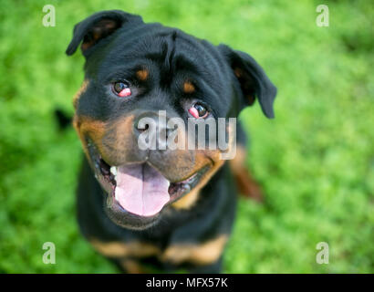 Eine reinrassige Rottweiler Hund mit Nictitans Drüse Prolaps oder 'Cherry' für beide Augen Stockfoto