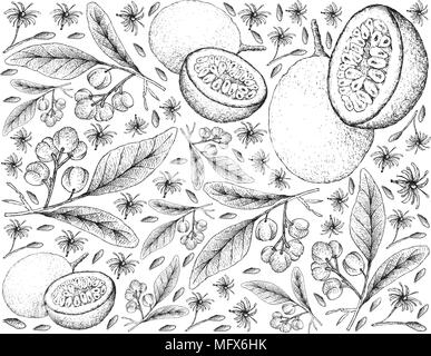 Tropische Früchte, Illustration Hintergrund von Hand gezeichnete Skizze von Acronychia Pedunculata" und Passionsfrucht oder Passiflora Edulis. Stock Vektor