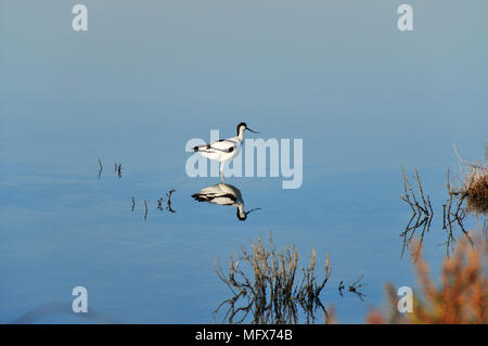 Pied Säbelschnäbler (Recurvirostra Avosetta). Fluss Sado. Portugal Stockfoto