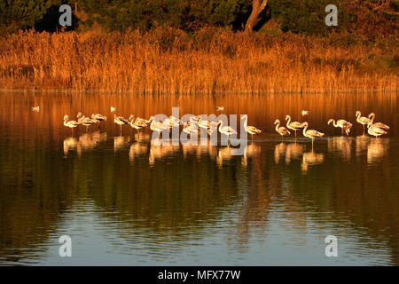 Flamingos (Phoenicopterus Roseus) in den Sümpfen des Naturschutzgebietes Sado-Mündung. Portugal Stockfoto