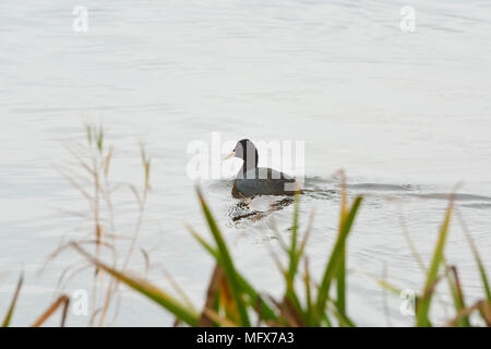 Eurasische Blässhuhn (Fulica Atra). Mira Lagune, Portugal Stockfoto