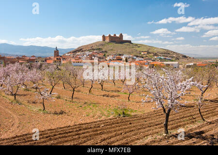 Bäume, blühende Felder und Wahrzeichen von Castillo de La Calahorra. Provinz von Granada, Andalusien, Südspanien Stockfoto