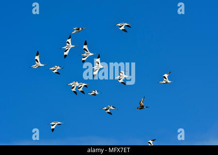 Eine Herde von Pied Säbelschnäbler (Recurvirostra Avosetta) fliegen. Sado Nature Reserve. Portugal Stockfoto