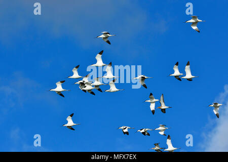 Eine Herde von Pied Säbelschnäbler (Recurvirostra Avosetta) fliegen. Sado Nature Reserve. Portugal Stockfoto