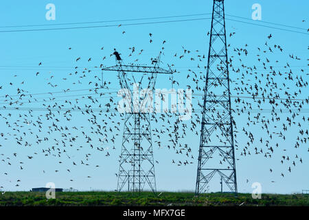 Schwärme von Tausenden von Uferschnepfen (Limosa Limosa) in der Nähe von Tagus River Nature Reserve. Vila Franca de Xira, Portugal Stockfoto