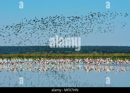 Flamingos (Phoenicopterus Roseus) und Glossy Ibis (Plegadis falcinellus) in den Sümpfen von der Mündung des Sado Nature Reserve. Portugal Stockfoto