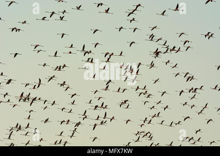 Flamingos (Phoenicopterus Roseus) fliegen über das Naturschutzgebiet Sado-Mündung. Portugal Stockfoto