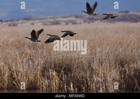 Kanada Gänse. Kalifornien, Tulelake, Tule Lake National Wildlife Refuge, Winter Stockfoto