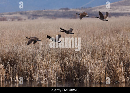 Kanada Gänse. Kalifornien, Tulelake, Tule Lake National Wildlife Refuge, Winter Stockfoto