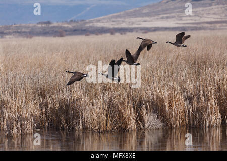 Kanada Gänse. Kalifornien, Tulelake, Tule Lake National Wildlife Refuge, Winter Stockfoto