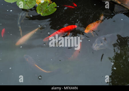 Bunte schöne Karpfen, Koi-Karpfen in einem natürlichen Teich. Stockfoto